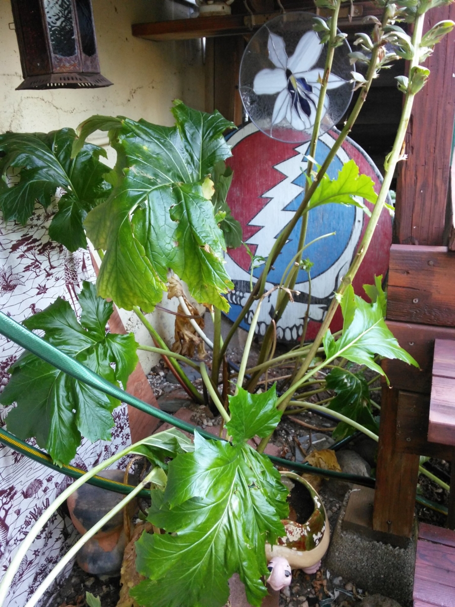 IMG_20170820_074140.jpg