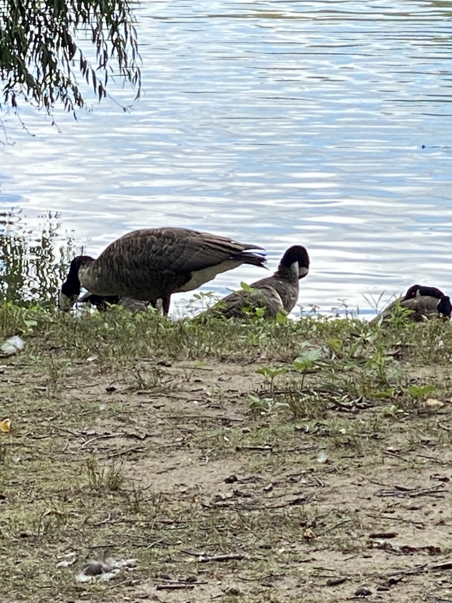IMG_6095.jpeg
