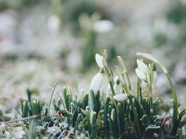 Imbolc III.jpg