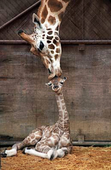 Kiss_BabyGiraffe_awesomebabygiraffekiss.jpg