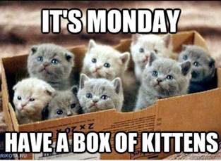 Kittens - Monday.jpg