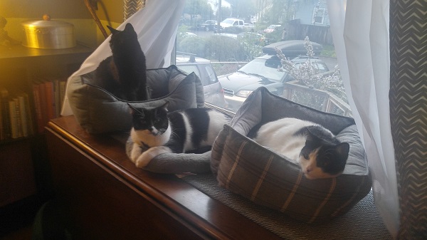 Kittens II.jpg
