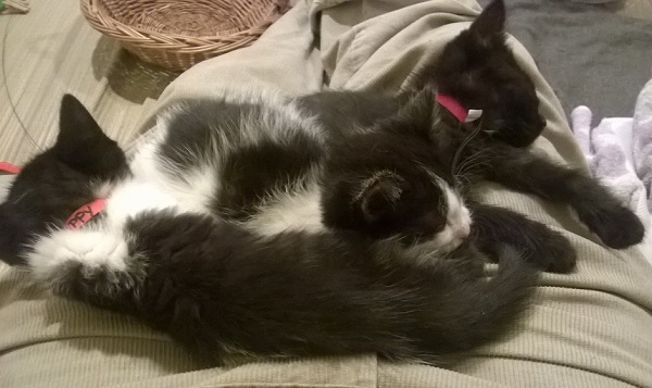 Kittens.jpg