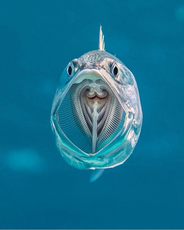 Mackerel (Striped Mackerel) Alex Mustard (640x800).jpg