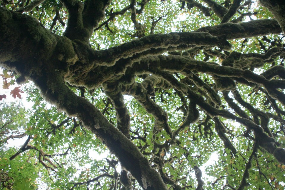 MapleTree_MossyBranches_awesome.jpg
