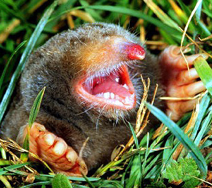 Molescram_mole_face.jpg