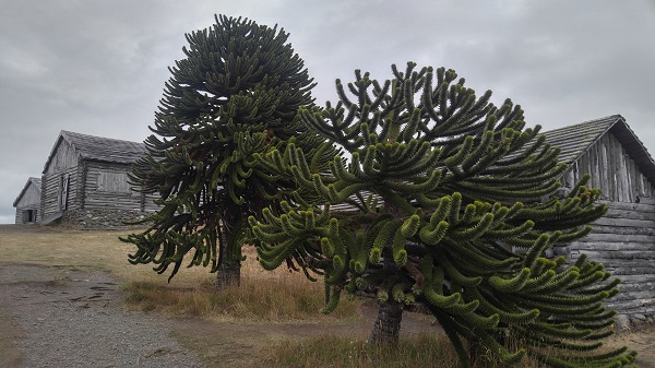 Monkey Puzzle Tree.jpg