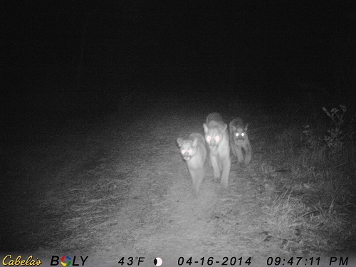 Mount-lions-on-Salmon-Creek_1.jpg