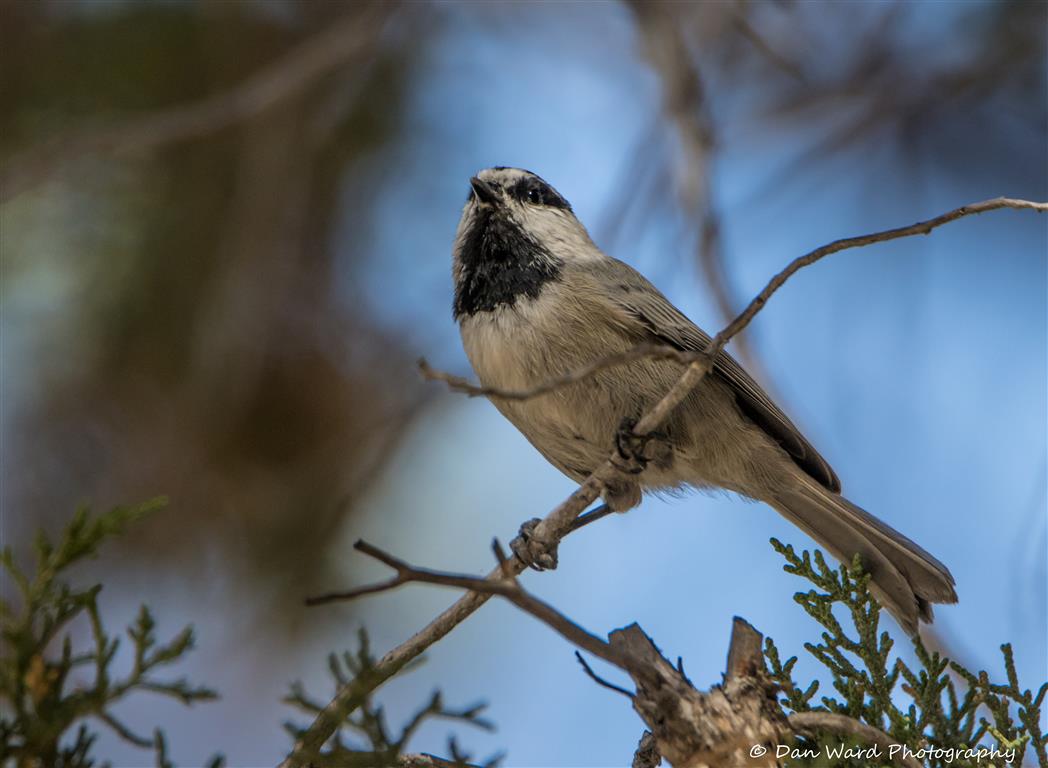 Mountain Chickadee-04 (Medium).jpg