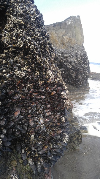 Mussels 1.jpg