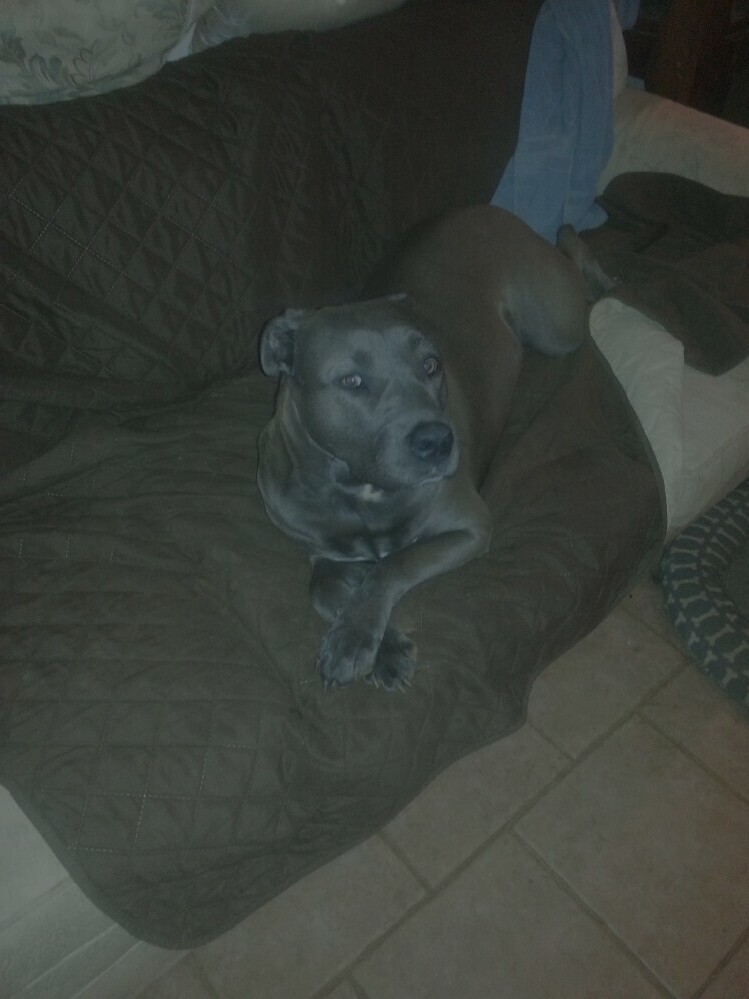 Nellie on couch.jpg