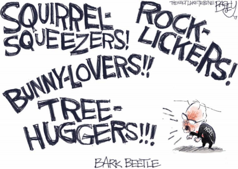 Noel - Bark Beetle (800x568).jpg