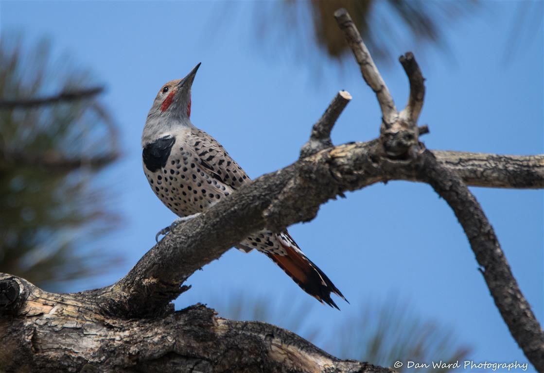 Northern Flicker-Red-shafted Male-02 (Medium)_0.jpg