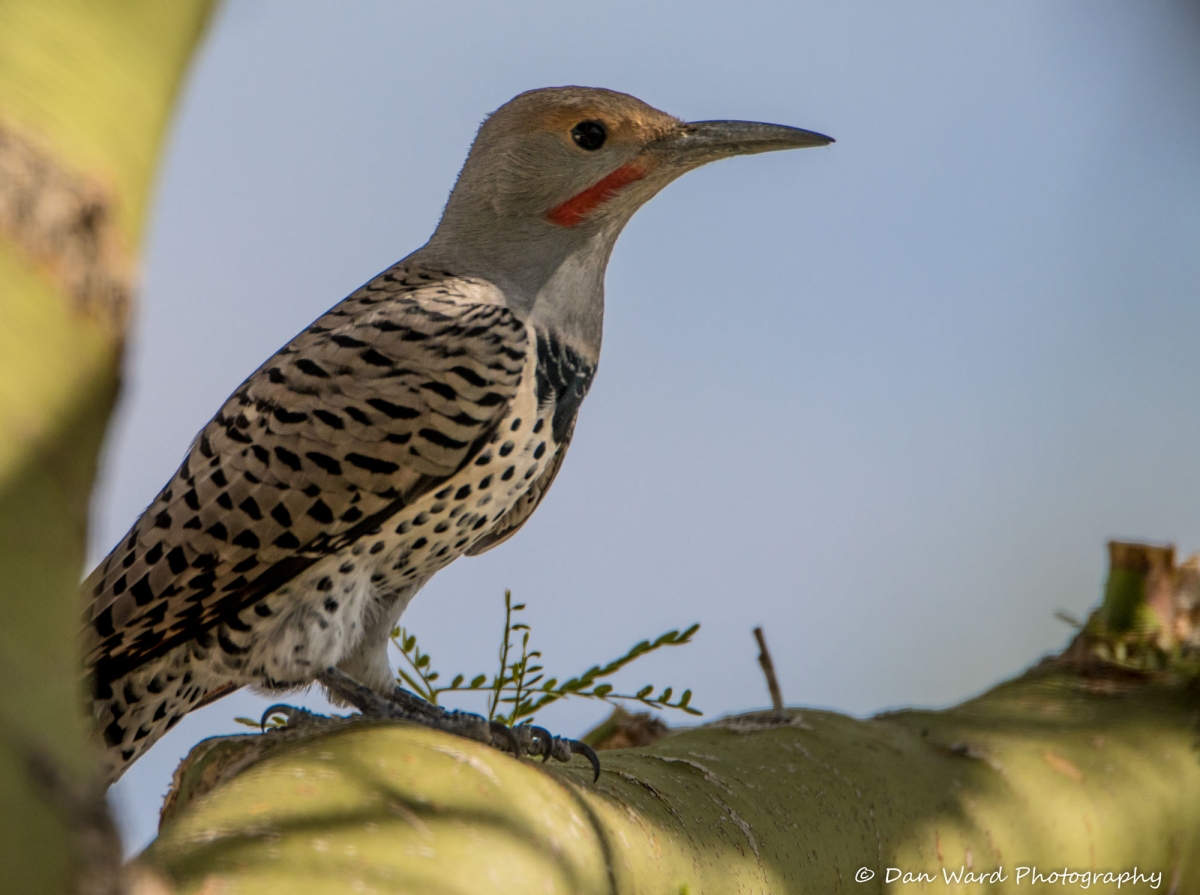 Northern-Flicker-Red-Shafted-02.jpg