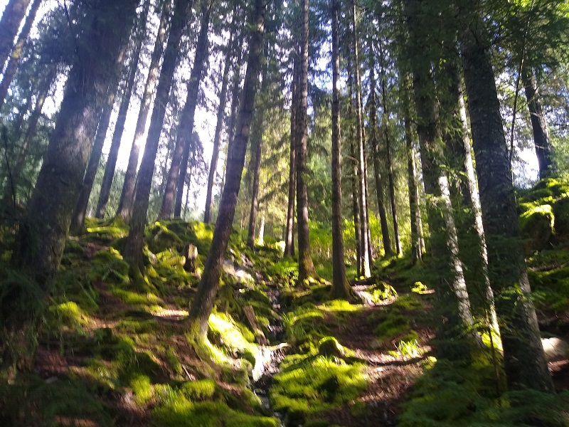 Norwegian woods.jpg