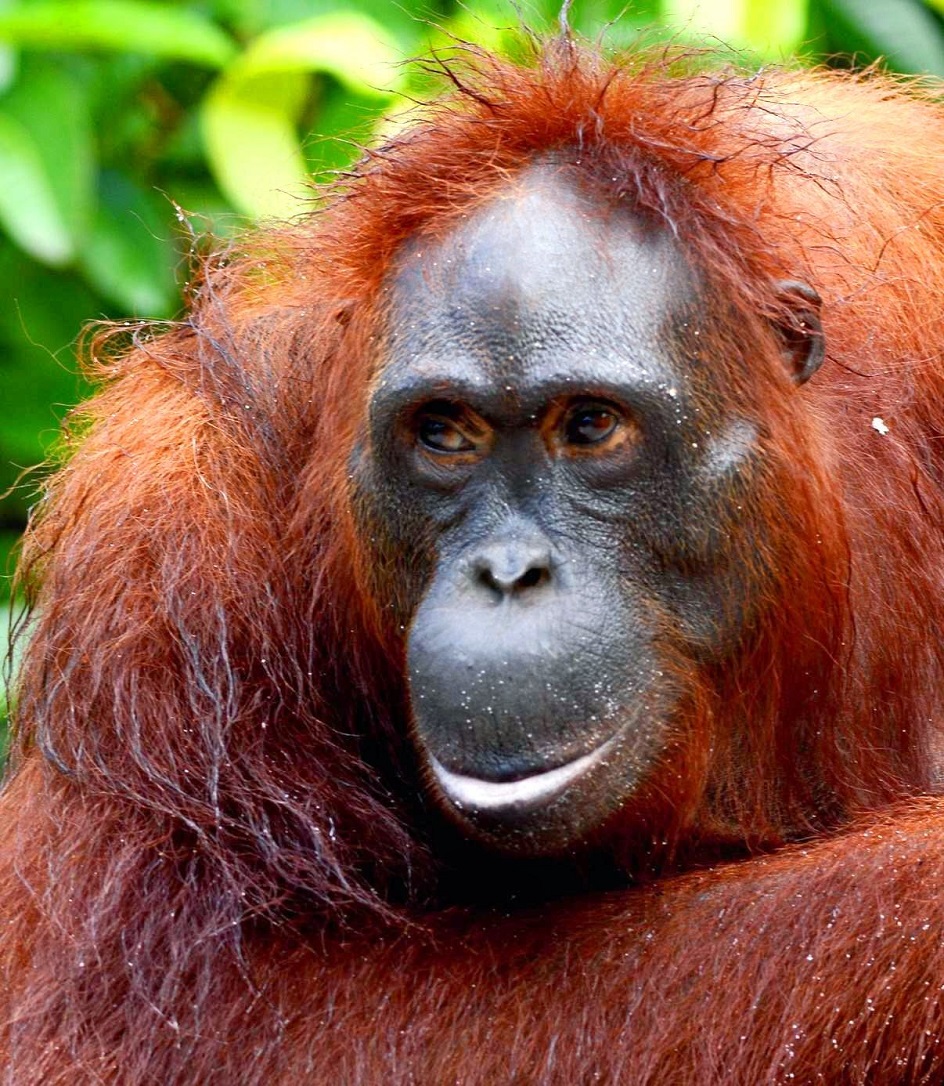 Orangutans.jpg