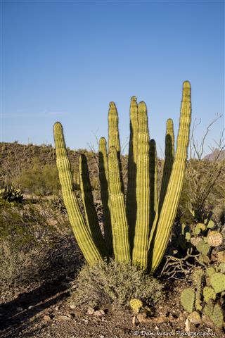 Organ Pipe National Monument-Spring 2021-Organ Pipe Cactus-08 (1 of 1) (Small).jpg
