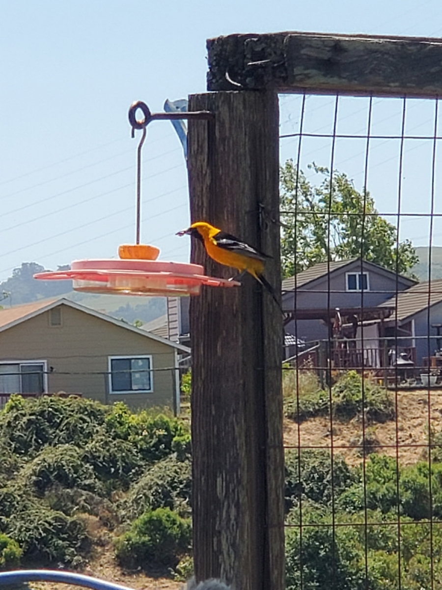 Oriole.jpeg