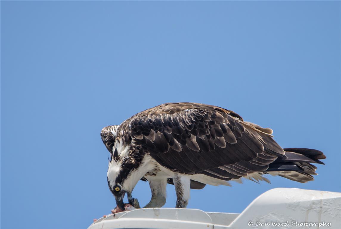 Osprey Eating A Fish-01 (Medium).jpg