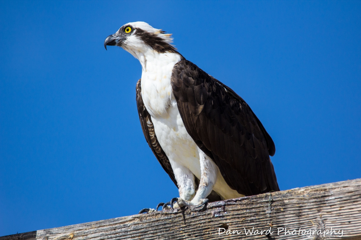 Osprey at Playa Bonita-1 (1 of 1).jpg