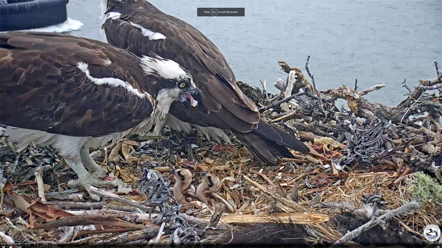 OspreyCam.jpg