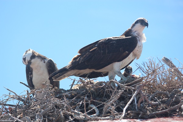 Osprey_0.JPG
