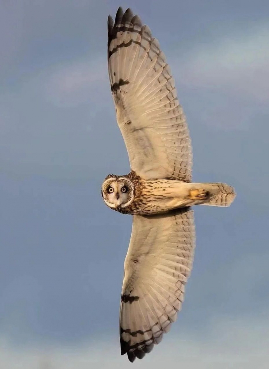 Owl Pic 2 Ian Turner.jpg