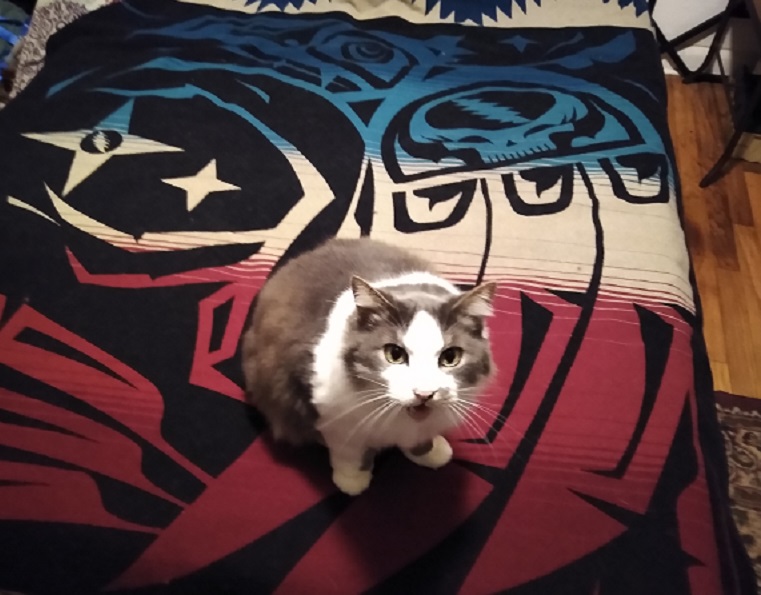 Pepe on Blanket.jpg