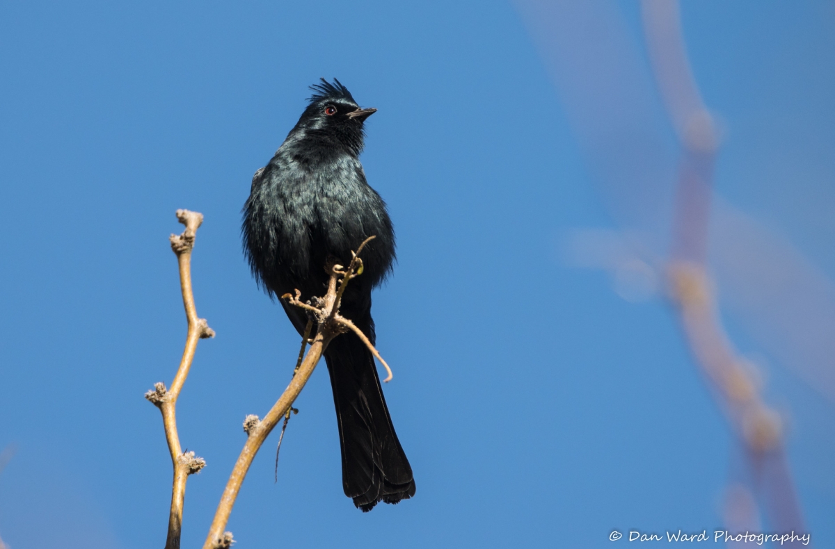 Phainopepla.jpg