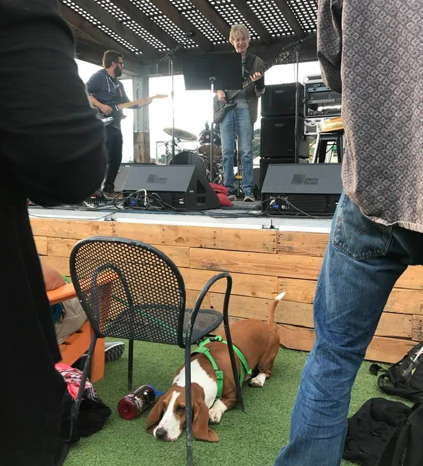 Phil ~ Beagle.jpg