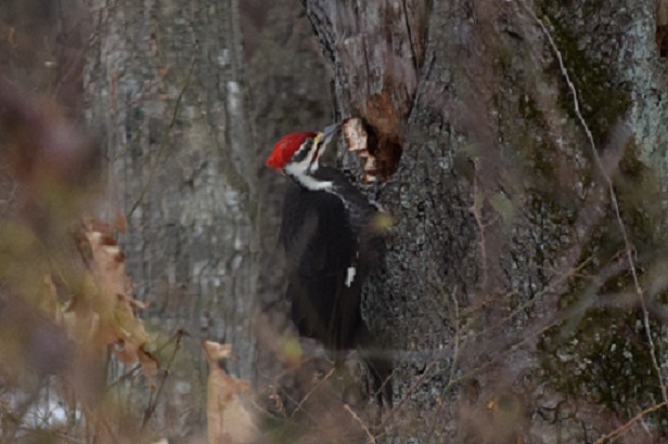 Pileated  ecu1 - Copy.jpg