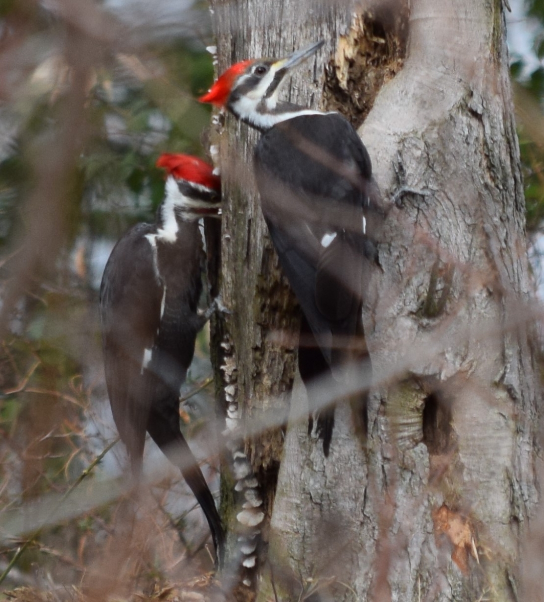 Pileated pair feasting_1.JPG