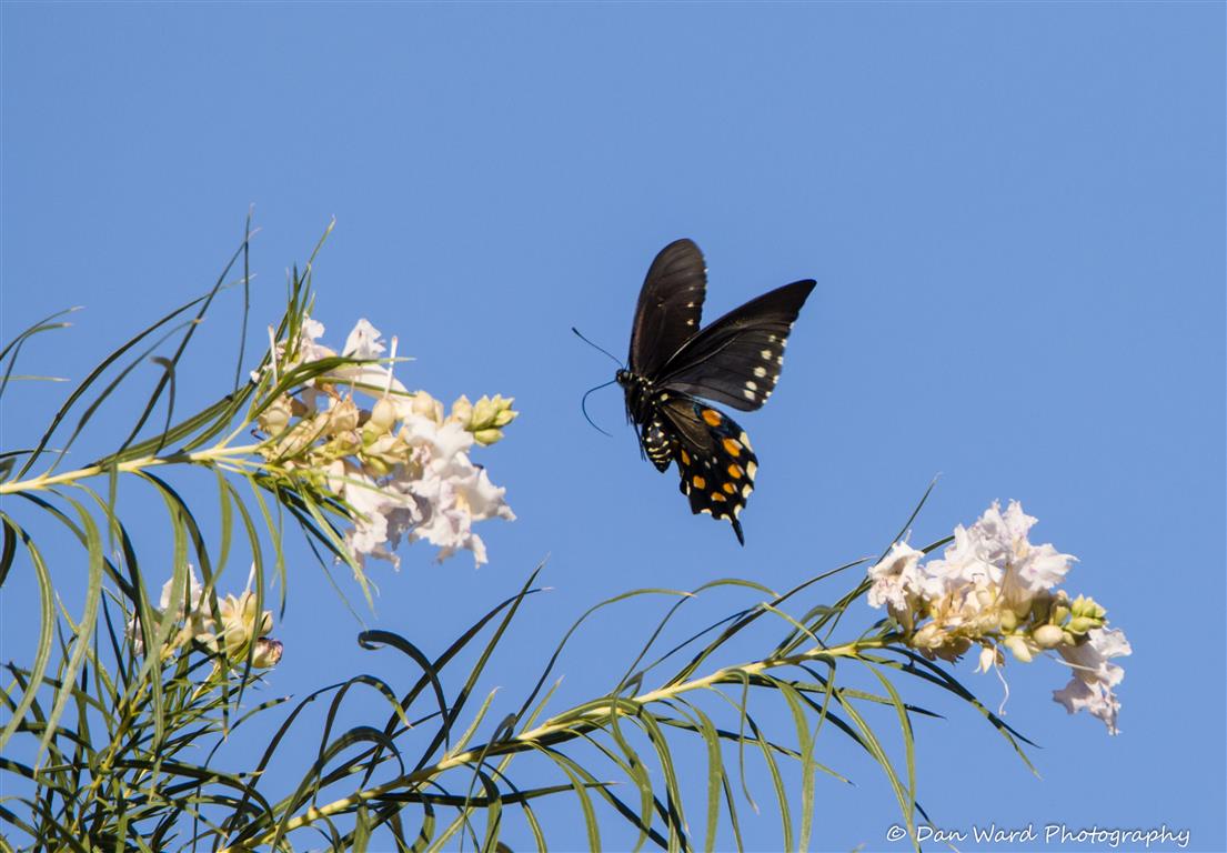 Pipevine Swallowtail Butterfly-04 (Medium).jpg