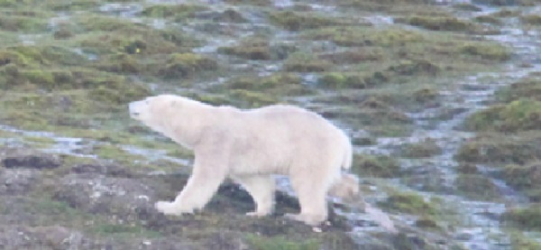 Polar Bear 1.JPG