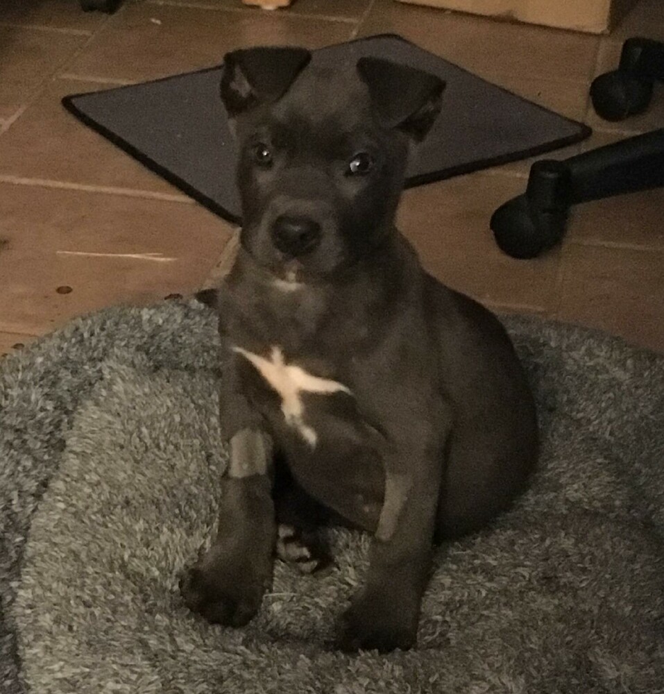 Puppy.jpg