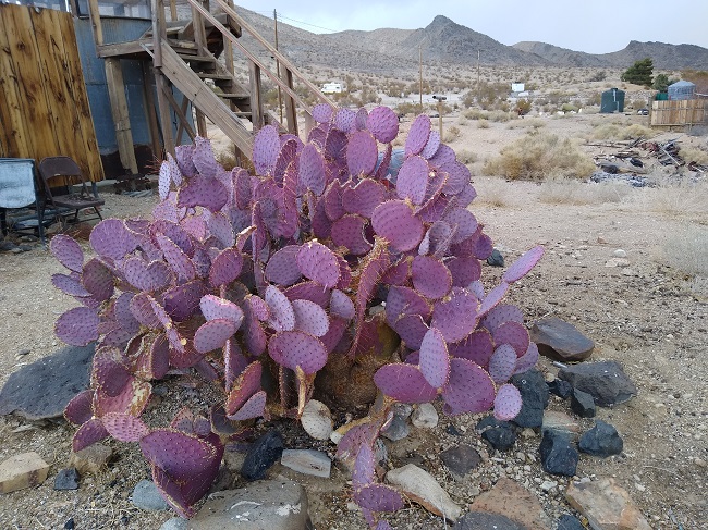 Purple Cactus.jpg