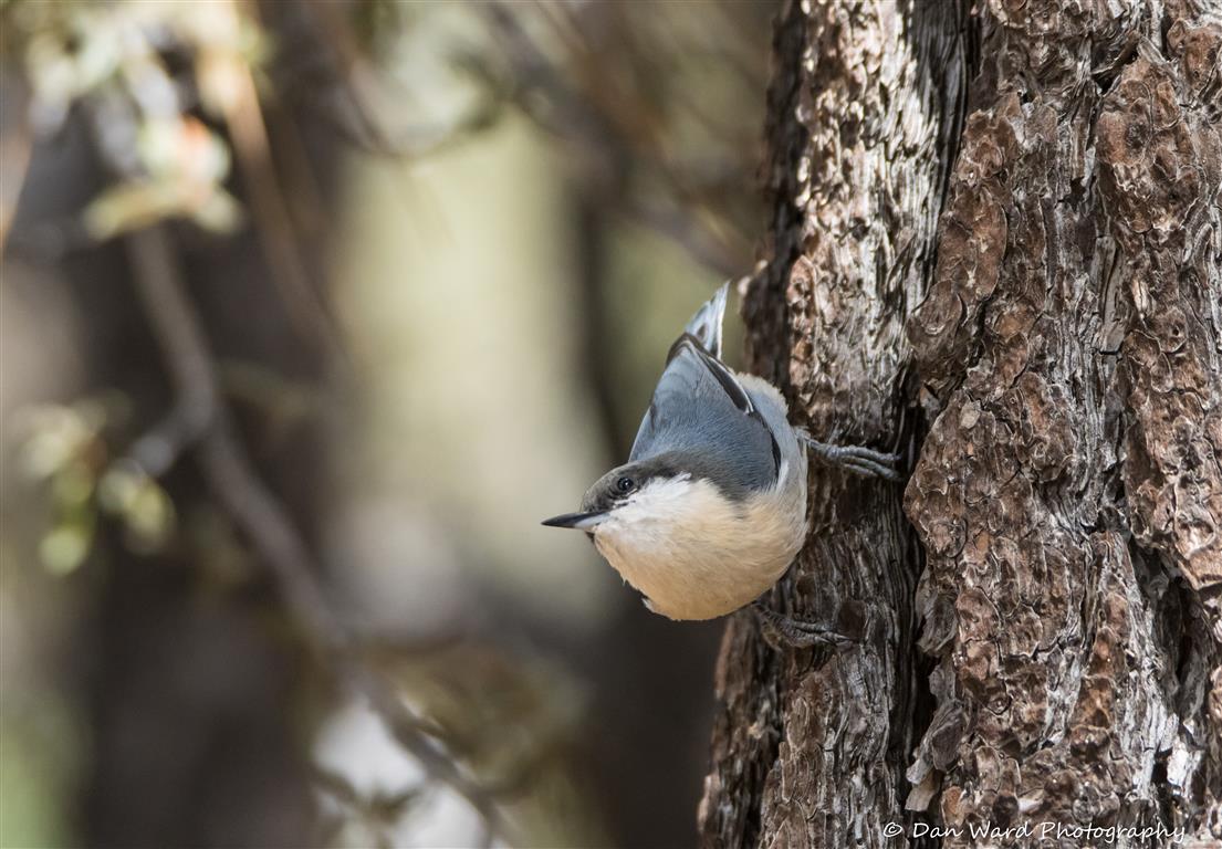 Pygmy Nuthatch-01 (Medium).jpg