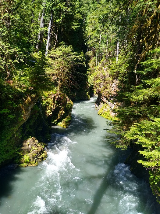 Quinault River.jpg