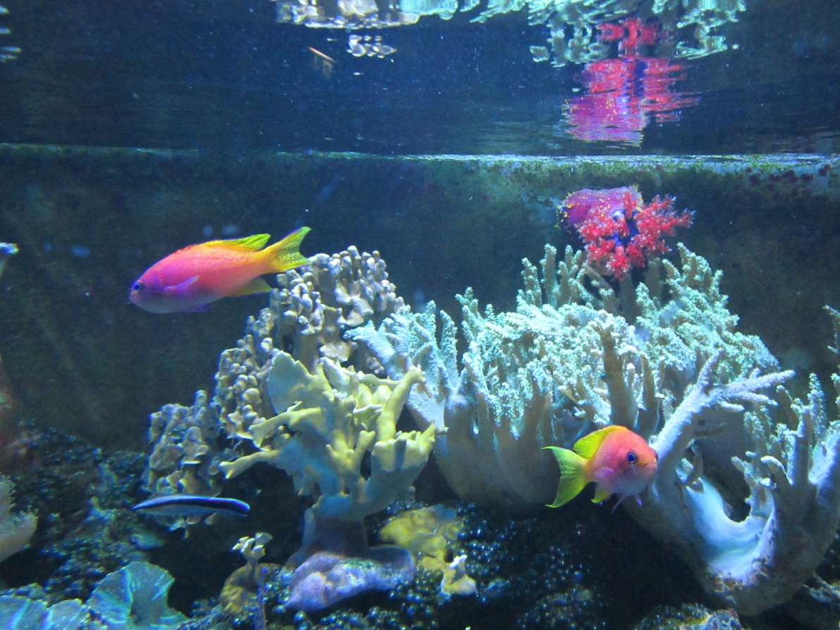 Rainbow Fish.JPG