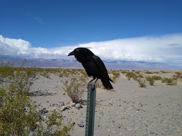 Raven_0.jpg