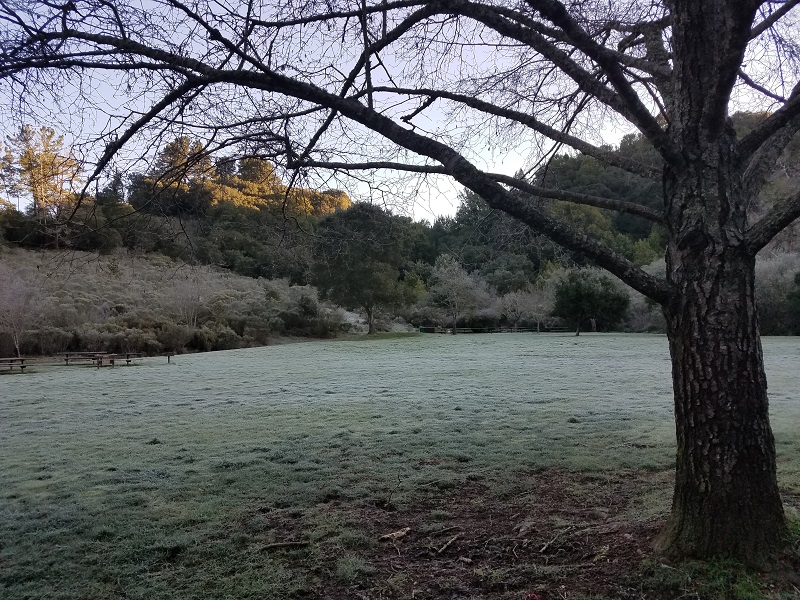 Redwood frost.jpg