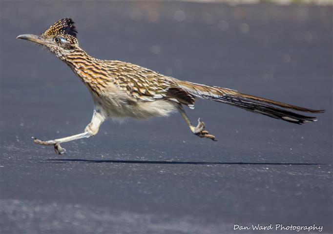 Roadrunner Running-1 (Small).jpg