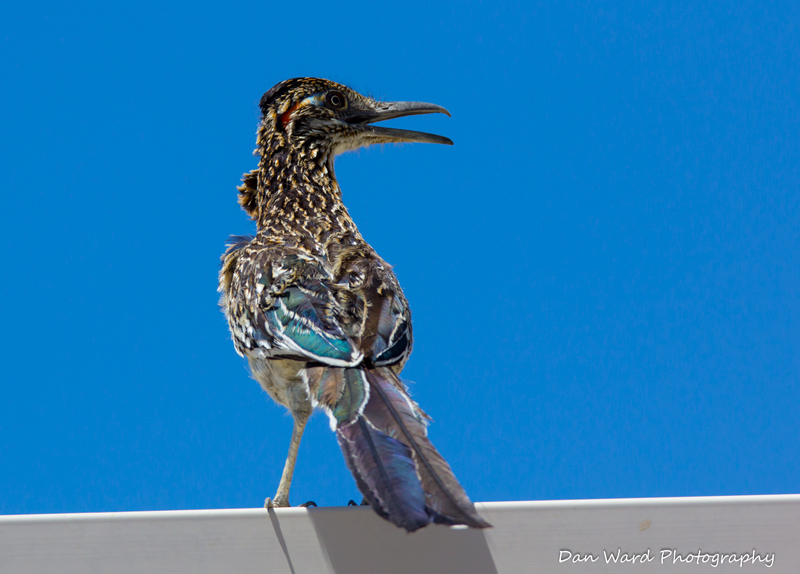 Roadrunner-08.jpg
