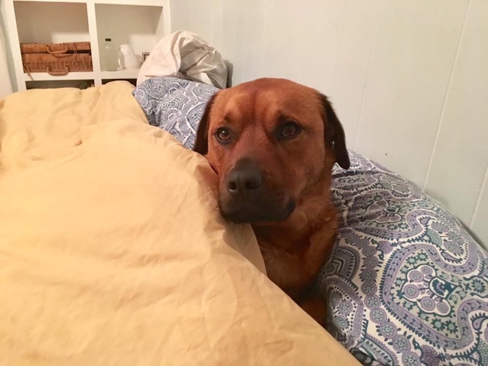 Roo Puffed.jpg