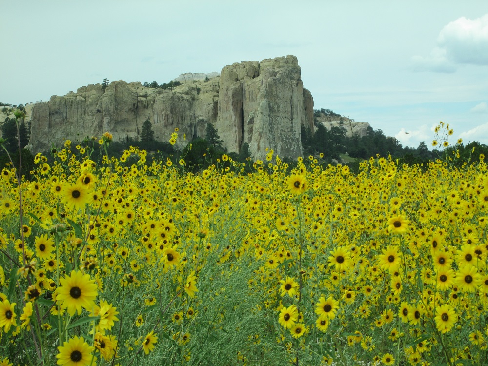 SW 6 El Morro flowers.jpg