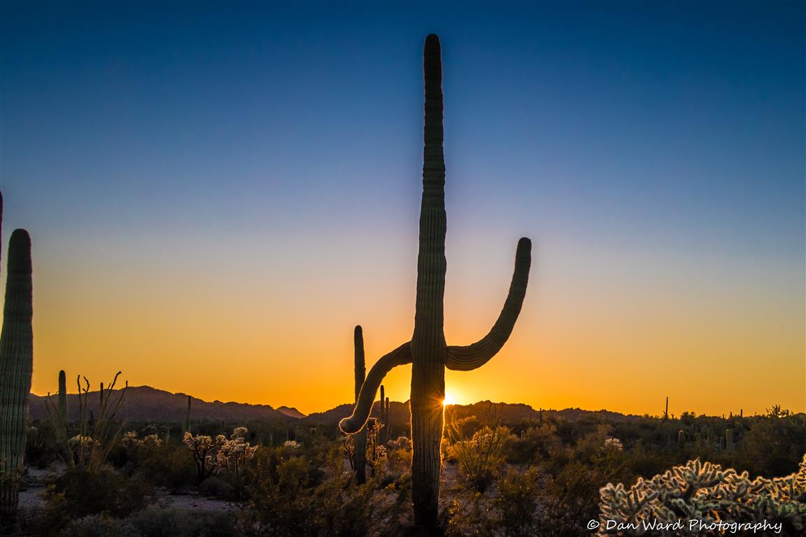 Saguaro Sunset-05 (Medium).jpg