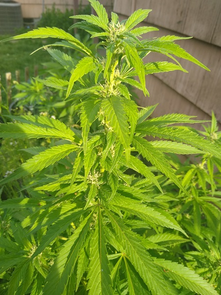 Sativa Plant_0.jpg