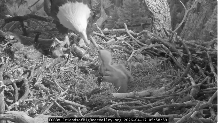 Screenshot 2026-04-17 at 08-59-16 Big Bear Bald Eagle Live Nest - Cam 1 - YouTube.png