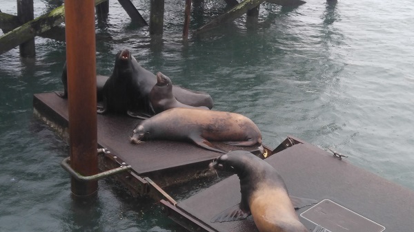 Sea Lions 2.jpg