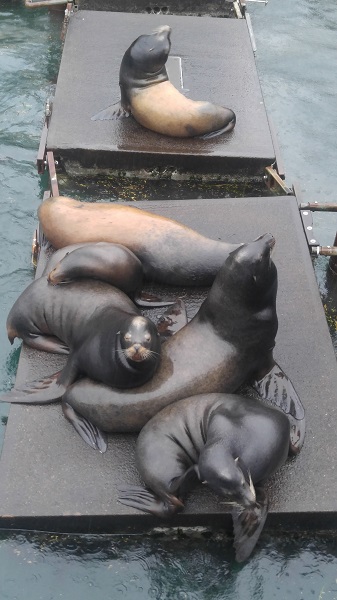 Sea Lions.jpg